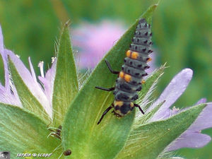 Larve_de_coccinel