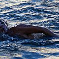 IMG_8226 - Copie
