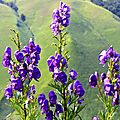 Les splendides aconits napel, aconitum napellus, à Antzola...