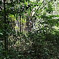 foret 2 IMG_20170902_104310