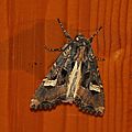 Trigonophora flammea (Noctuelle embrasée)