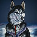 Dessin de Husky sibérien - Chien de traineau - Peinture animaux domestiques - pastel huile Ghislaine Letourneur - Vopsire Vopsea caine de traineau - Dog of traineau painting