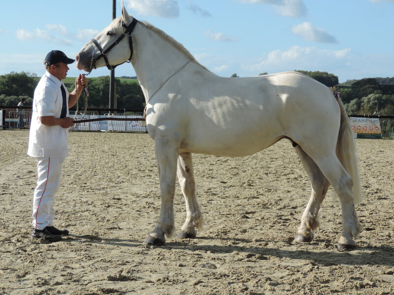 Calina de la Course - 5 Septembre 2020 - National Boulonnais - Samer (62) - 10e (Non Suitées (6 à 18 ans))