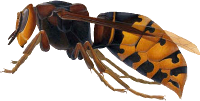 hornet