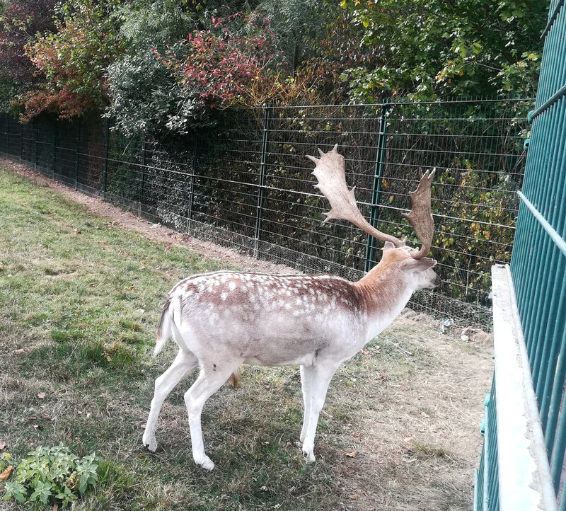 parc Labesse, 26 oct 2018 (8)