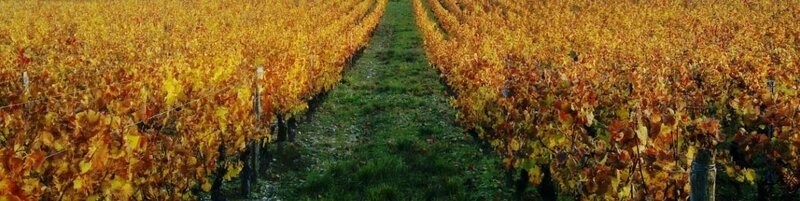 Vignoble Châtillonnais