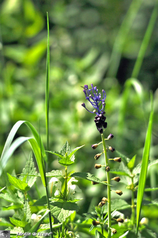 Fleurs bleues sauvages des champs de bord de Loire - Le JardinOscope, toute  la flore et la faune de nos parcs et jardins
