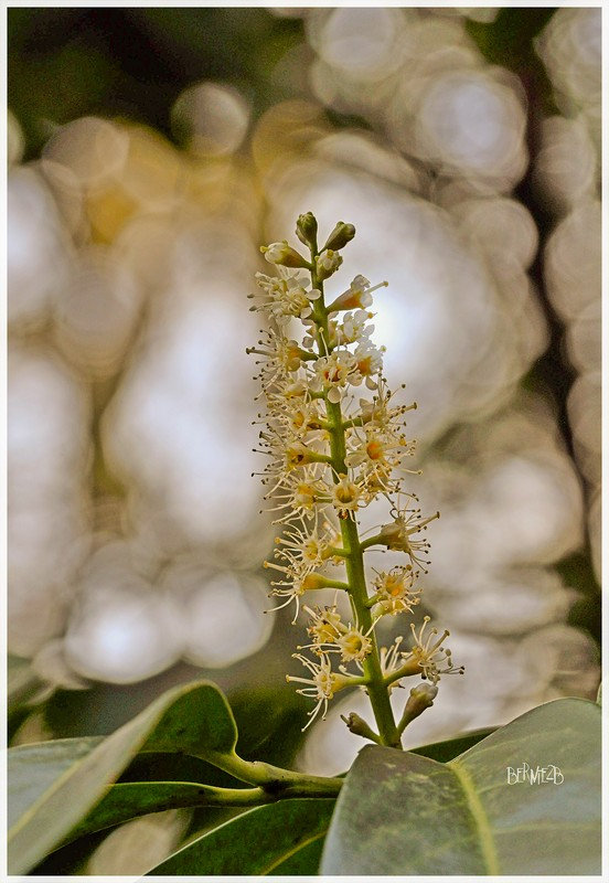 _DSC6078 Fleur de laurier cadre