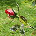 Les roses de jean-pierre et 24 heures photo