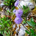 Globulaires à tige nue (globularia nudicaulis)