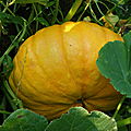 Les légumes
