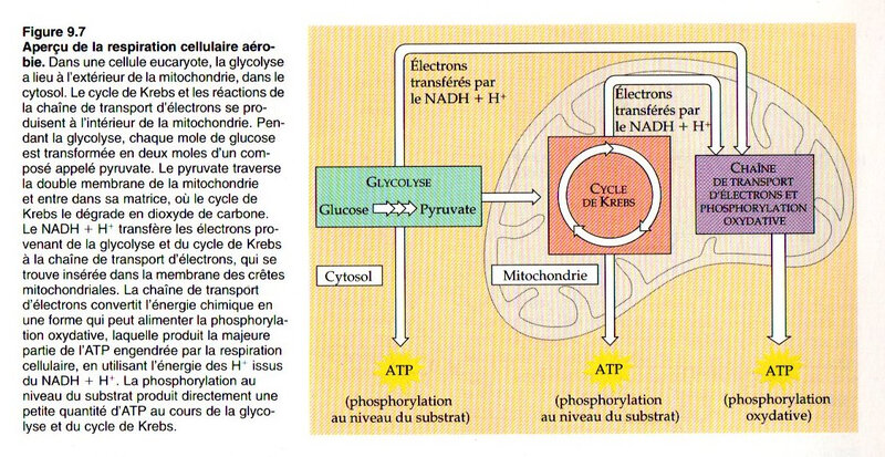 Fig 9-7 un aperçu de la respiration cellulaire aérobie