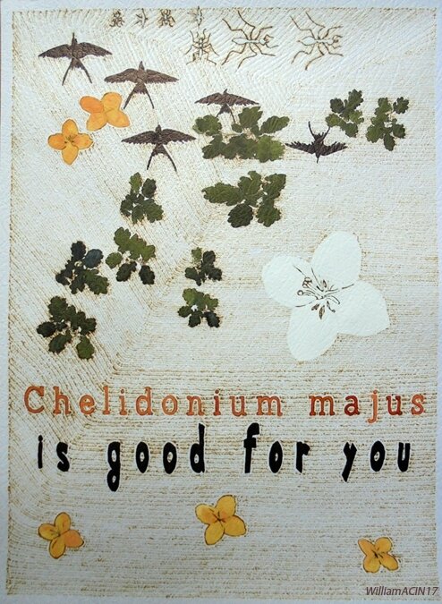 chelidonium-majus-is-good-for-you-william_acin