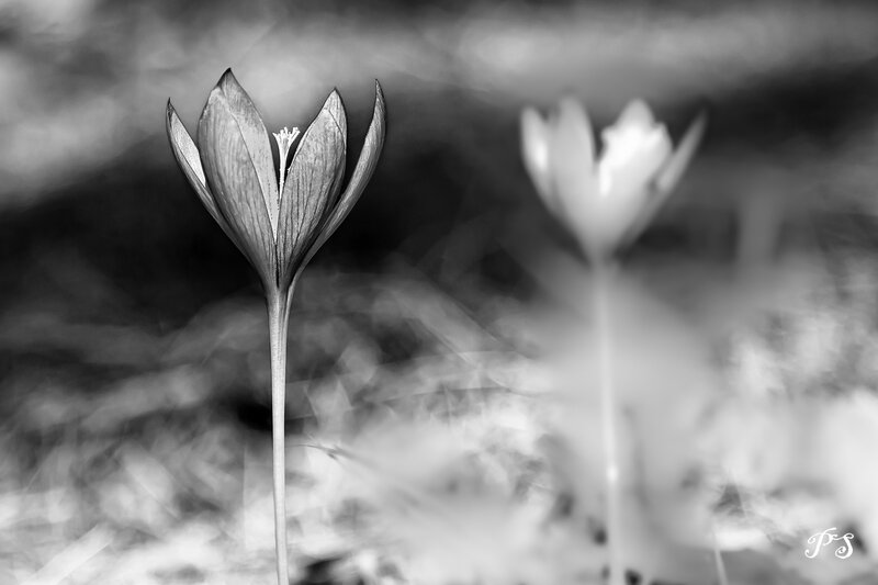 _MG_6380-Modifier-Modifier