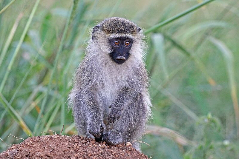Vervet_monkey_(Chlorocebus_pygerythrus_rufoviridis)_juvenile