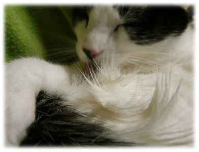 puce (13)