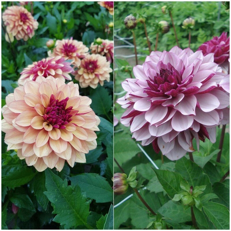 Collection-Dahlias-Creme-de-Cassis-_-Cognac-86087-1