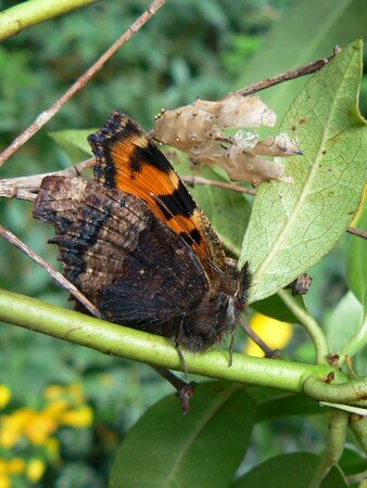 naissance du papillon - Insectes en Cornouaille