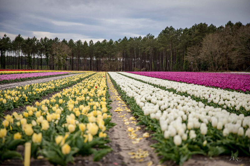 champs-de-tulipes-landes-photographe