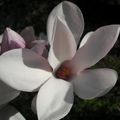 magnolia