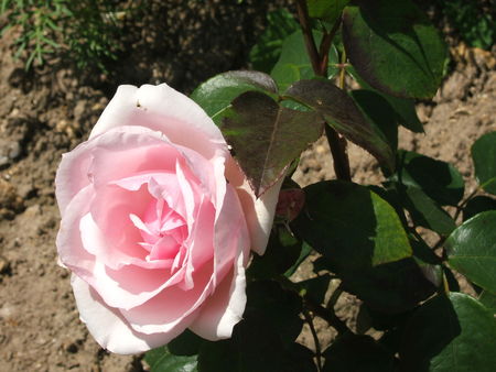 DSCF5365