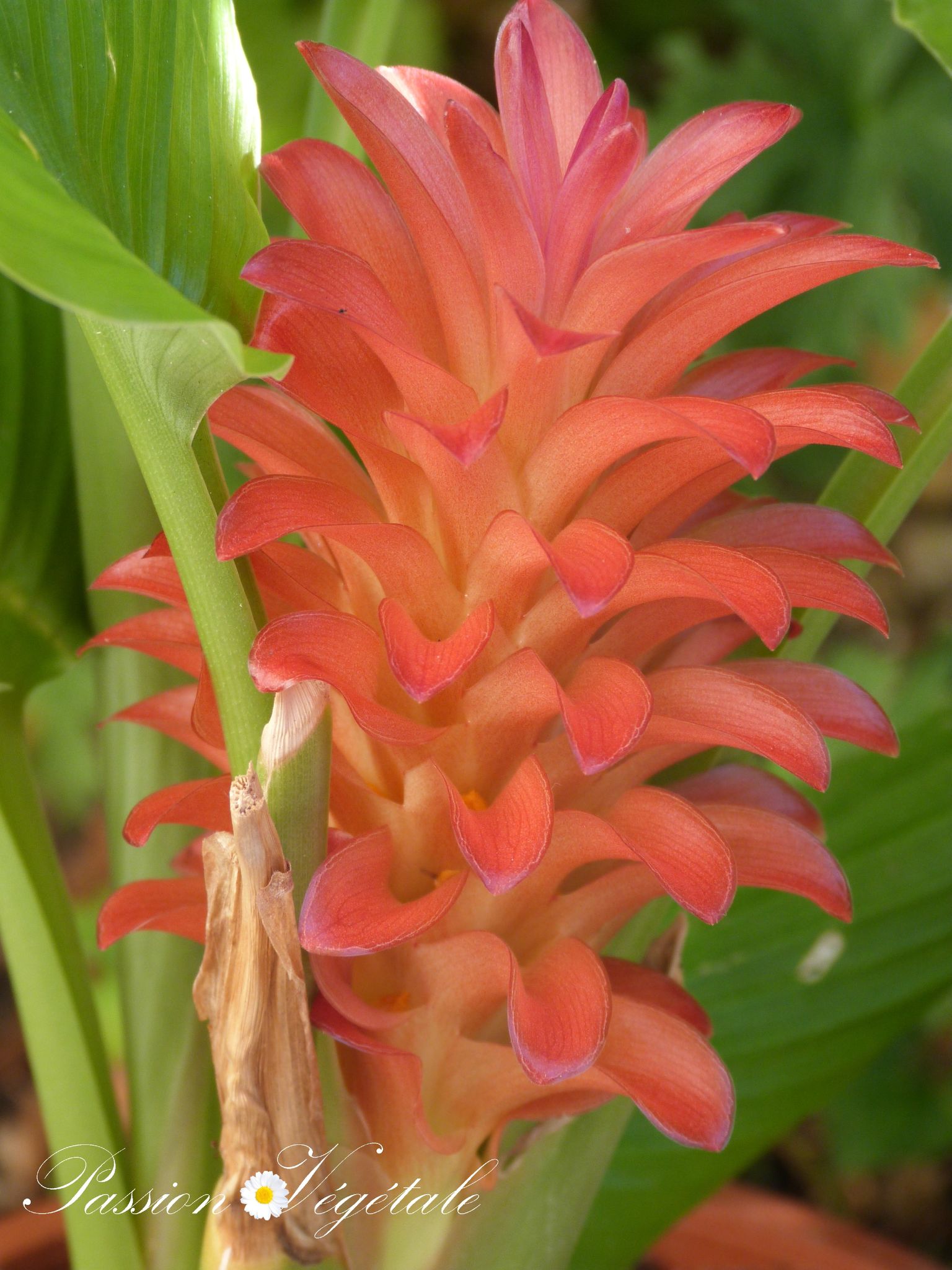 CURCUMA - PASSION VEGETALE