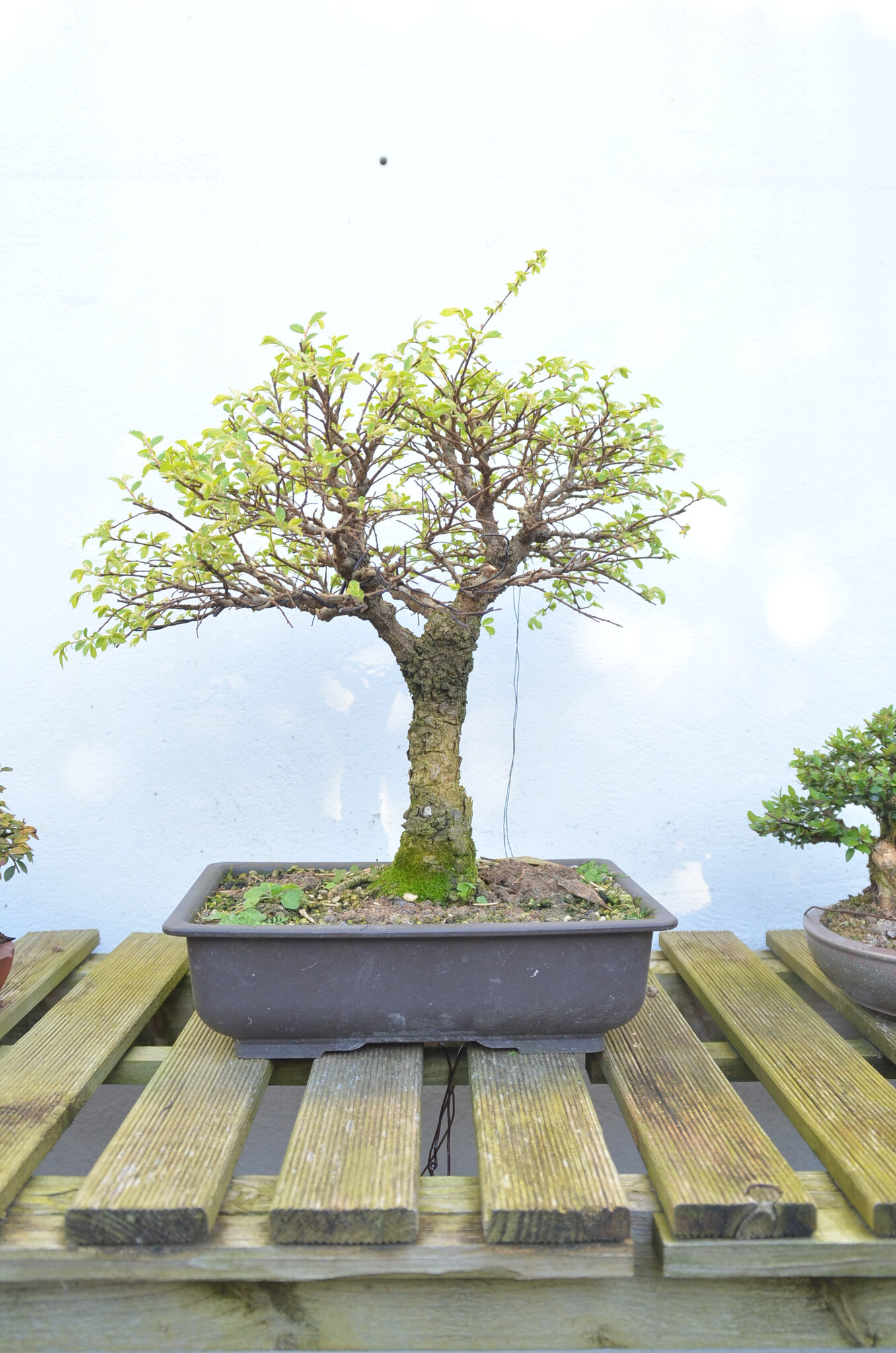 Orme du Japon Nire Japanese Elm Nire Opale Bonsaï