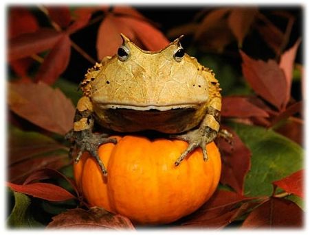 citrouille crapaud
