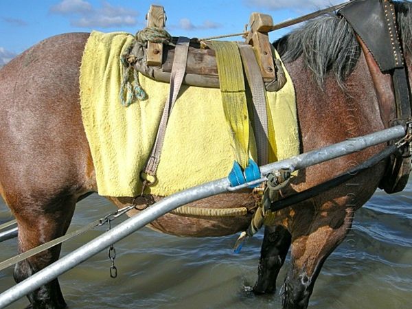 Paardenvissers929_JohanVM-139A0000