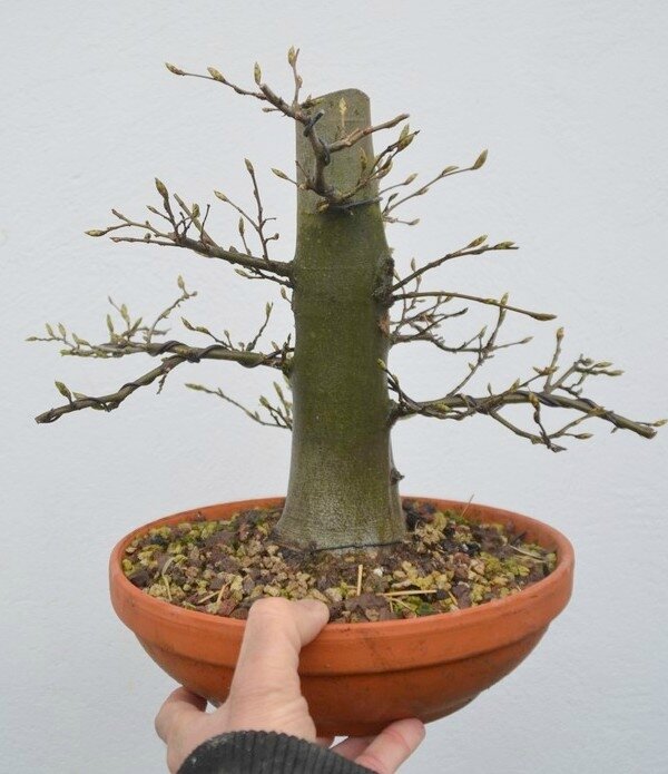 Outils pour travailler le bois mort Opale Bonsaï