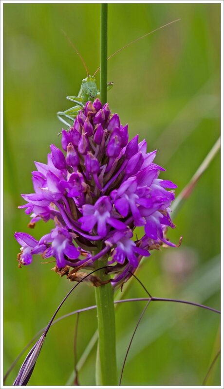 plaine orchid pyram sauterelle verte vue face 1 220515