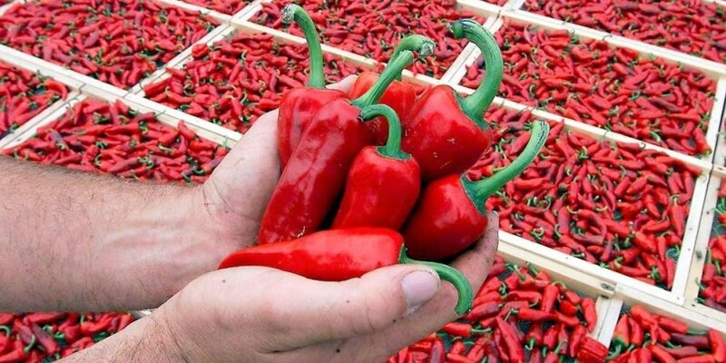 la-traditionnelle-fete-du-piment-d-espelette-se-deroule-ce_4184848_1000x500