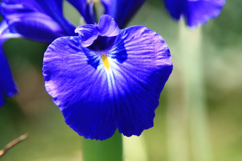 Iris_des_Pyr_n_es_Pic_d_Escuret__5_