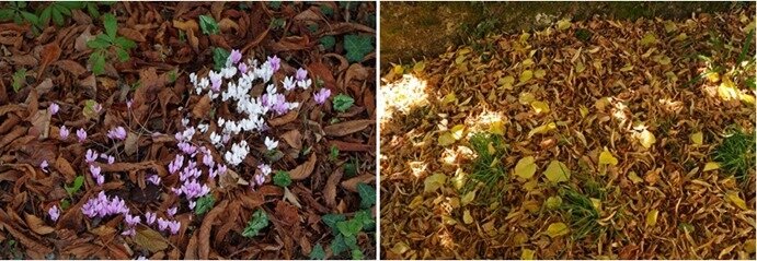 automne 3