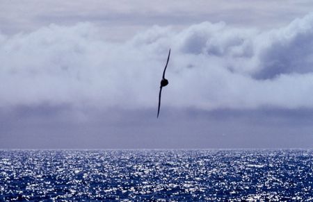 800px_Albatros_Alaska_1977_NOAA_anim0409