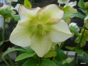 rose blanche