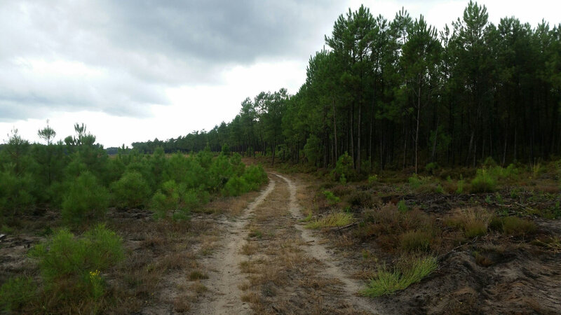 Photo-chemin-avant-Onesse-Laharie