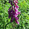 Digitale pourpre, digitalis purpurea, didau de broisha en gascon