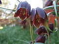Fritilaire