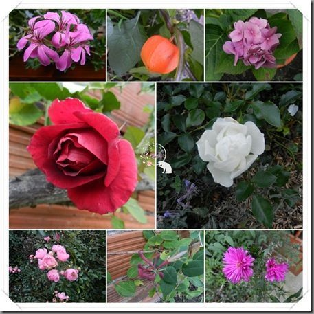 fleurs