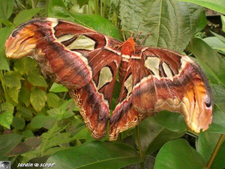 Attacus atlas • Saturniidae