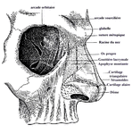 nez
