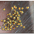 Pouponnière d'araignées epeires diadèmes