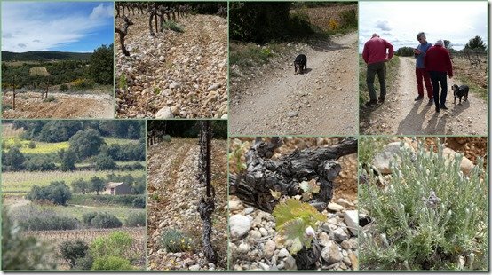 entre vignes et garrigue5