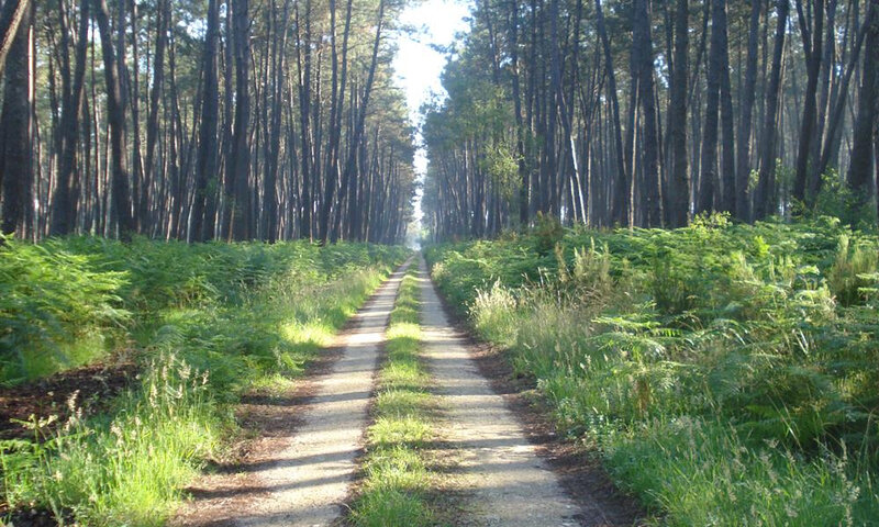 photo-forêt-des-Landes-chemin-en-forêt