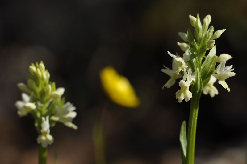 _DSC0422_Dactylorhiza_markusii