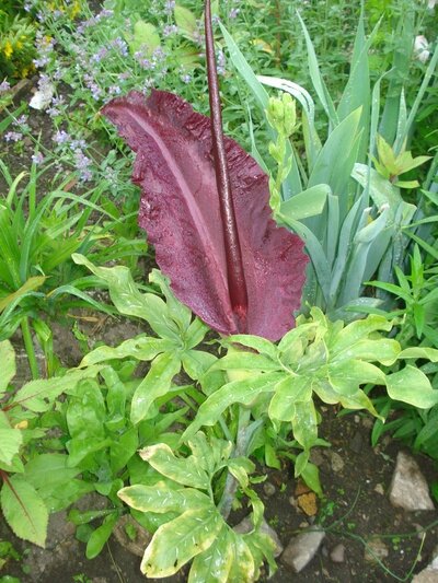 fleurs-de-mon-jardin-arome-du-draguon-le-blog-marche-mal-dificile-de-venir