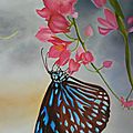 Papillon 
