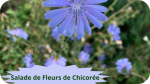 36 CHICOREE(1)Salade de fleurs de chicorée