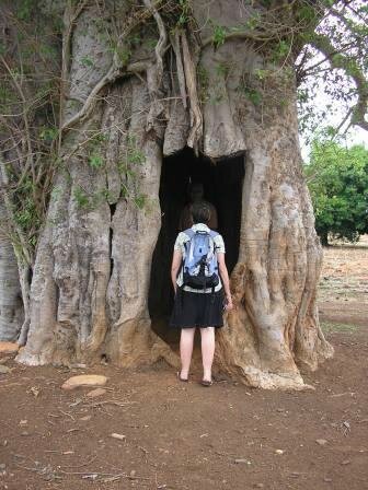arbre vodoun